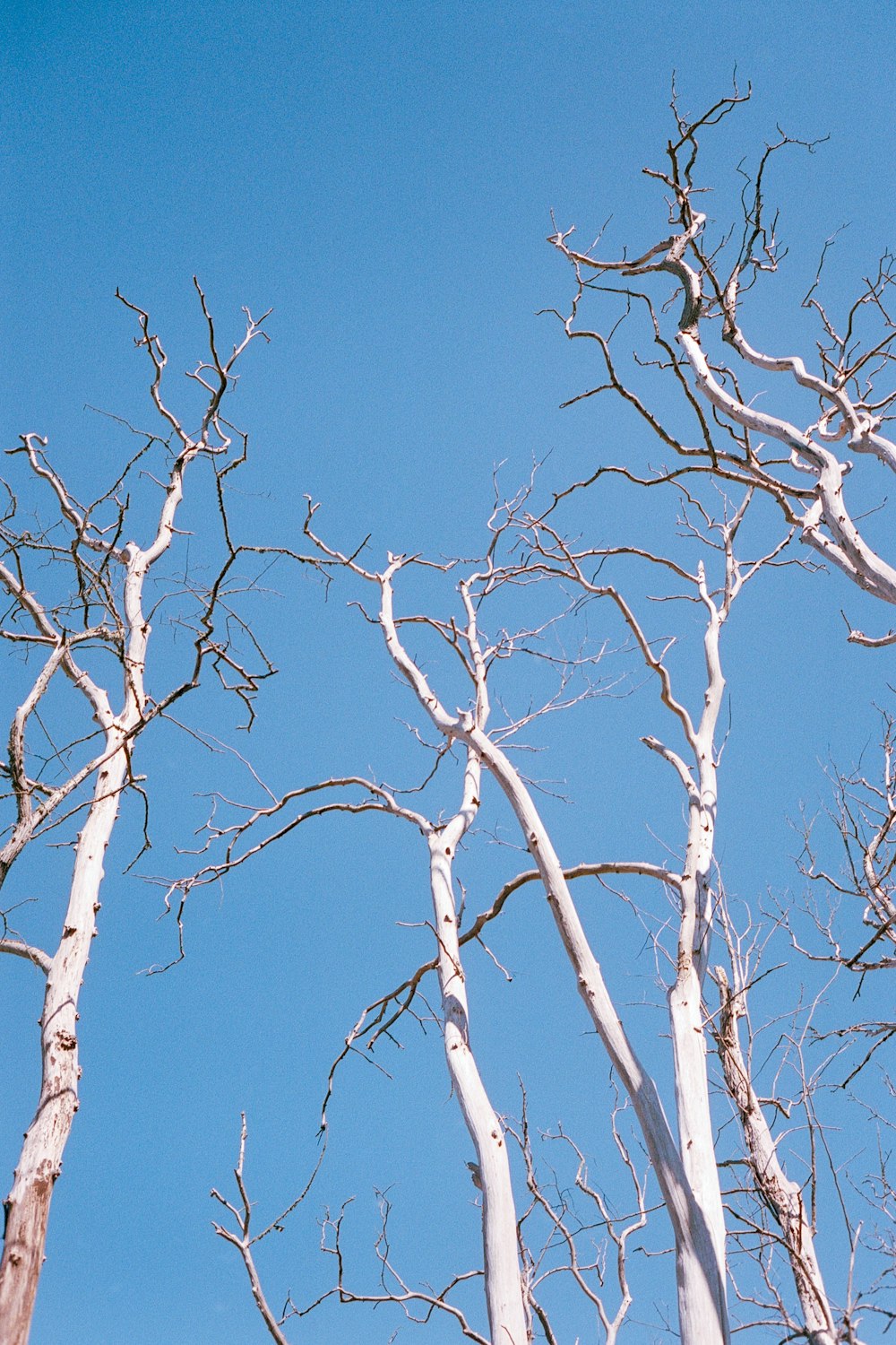 brown bare tree under blue sky during daytime