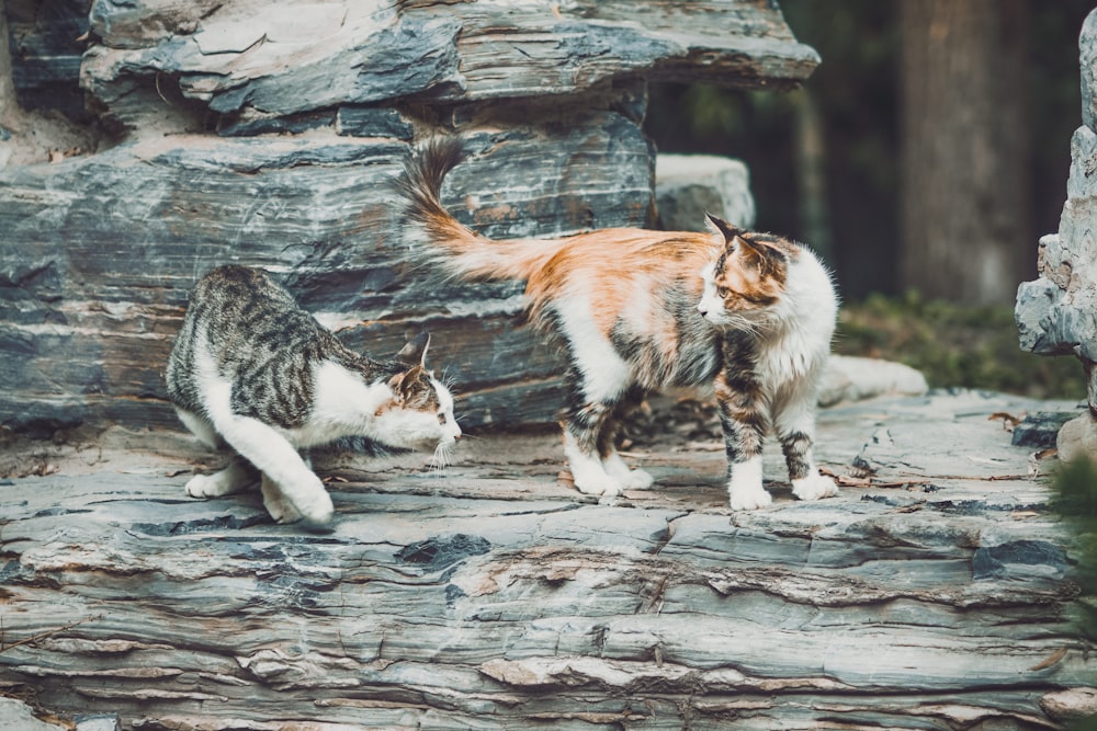 weiße und braune Katze auf grauem Felsen