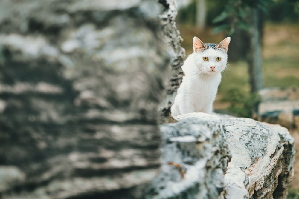 gatto bianco su roccia grigia