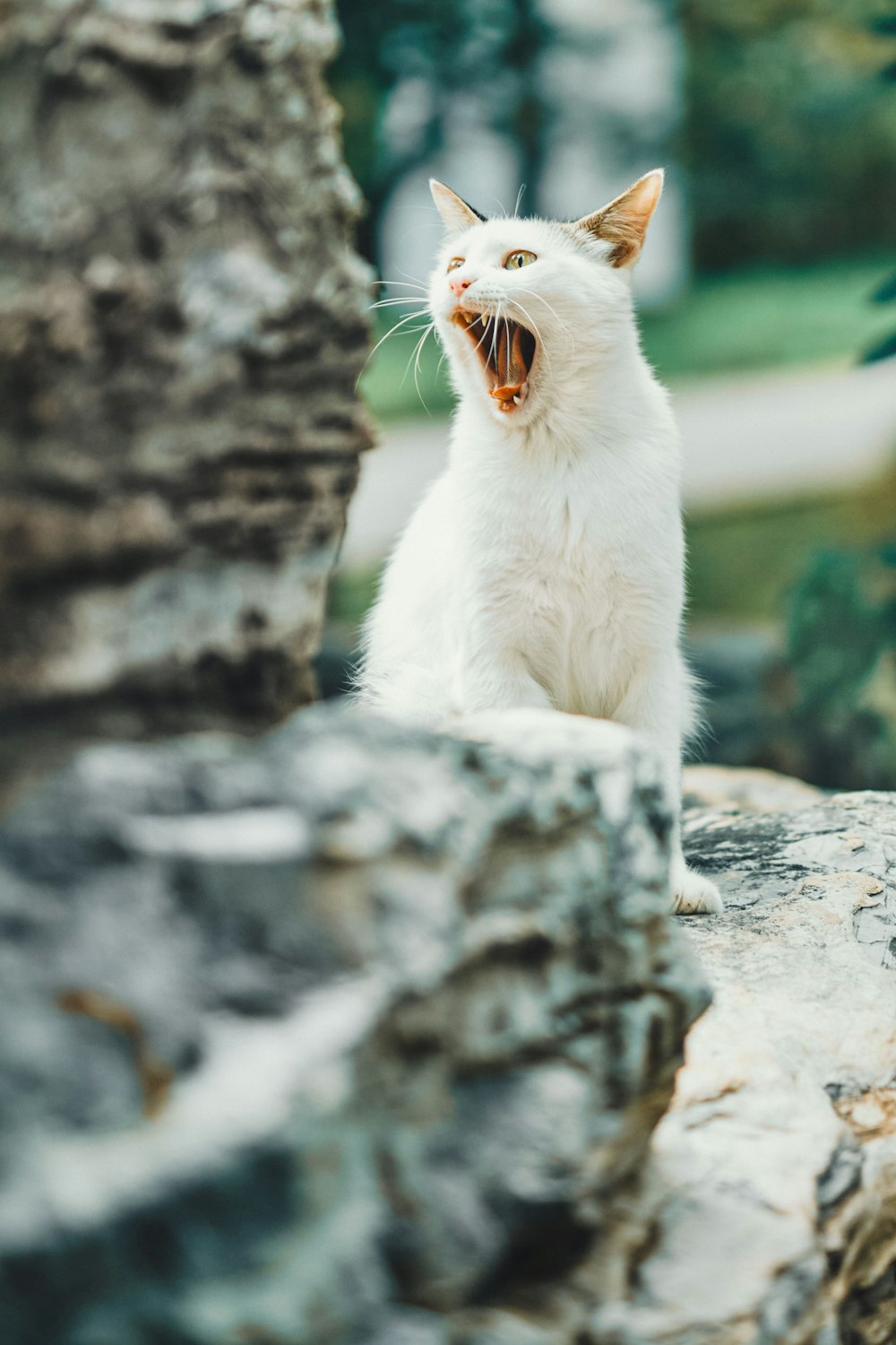 white cat on gray rock