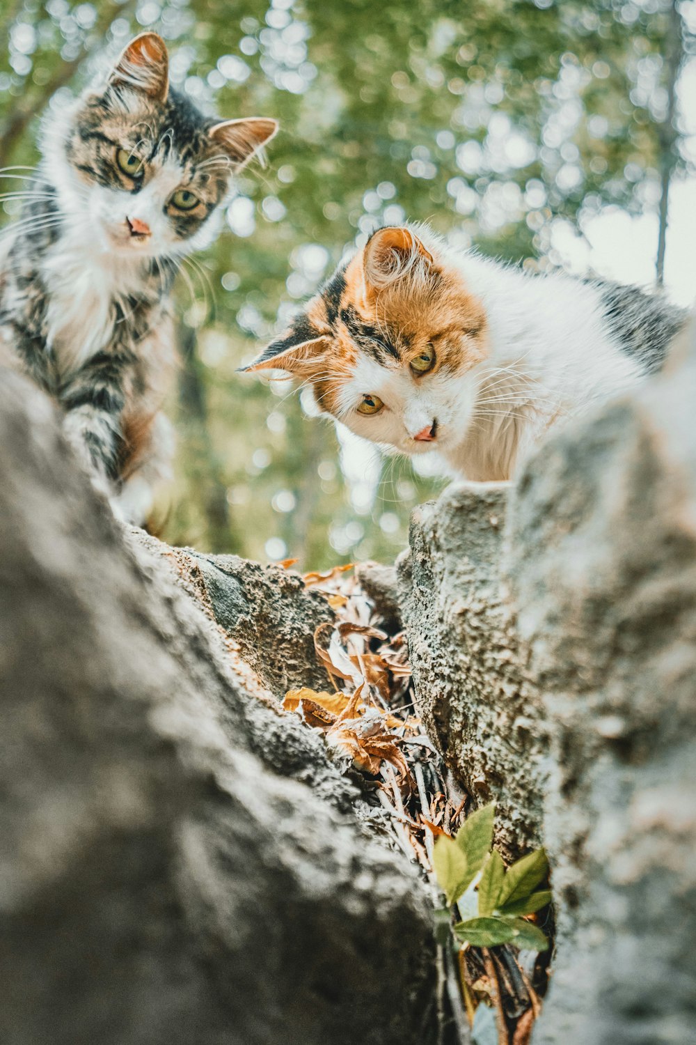 weiße und orangefarbene Katze auf braunem Felsen