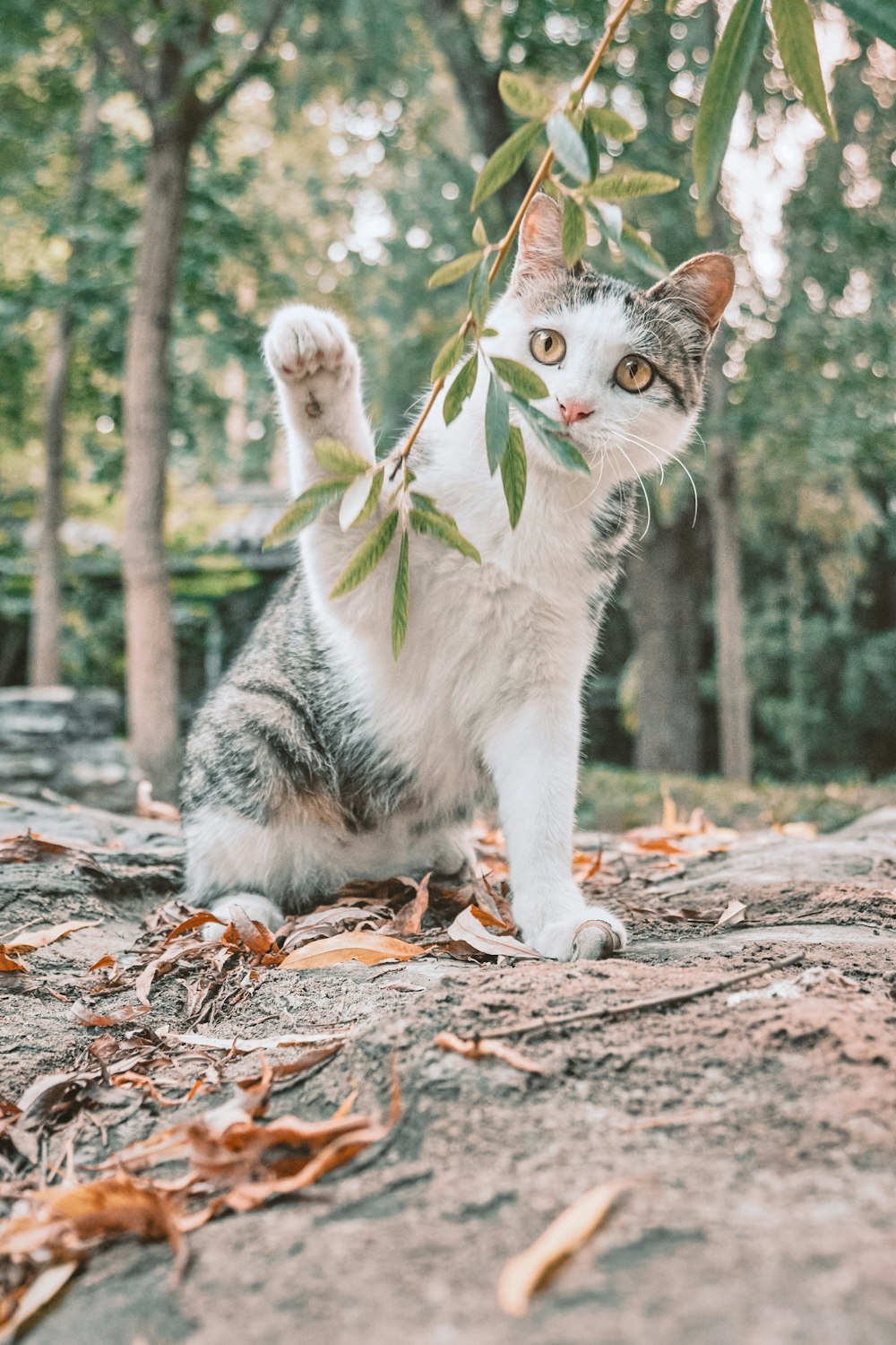 white and grey cat with green and white leash