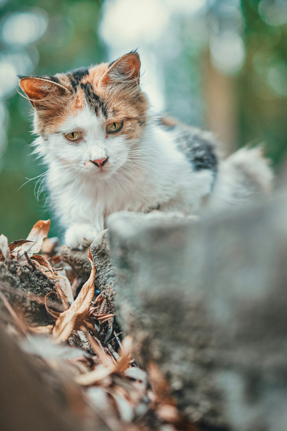 weiße und braune Katze auf braunem Baumstamm