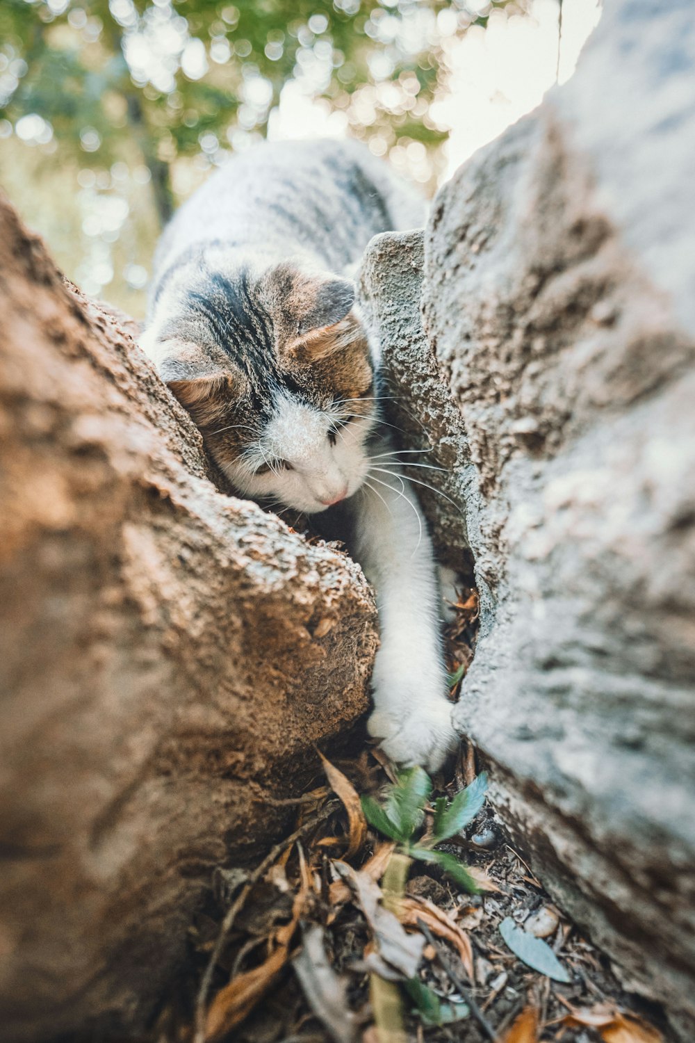 weiße und graue Katze auf braunem Felsen