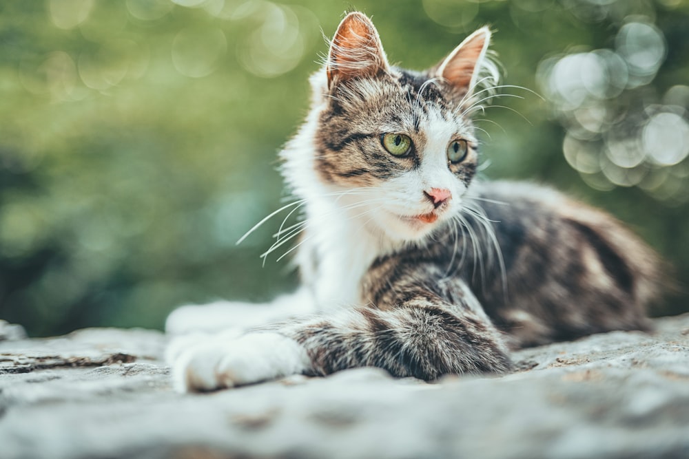 gatto marrone, bianco e nero