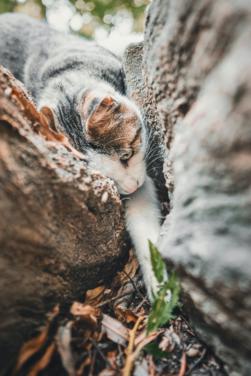 white and brown cat on brown tree trunk
