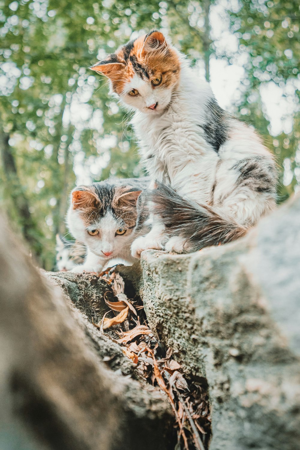 white and brown cat on brown tree trunk