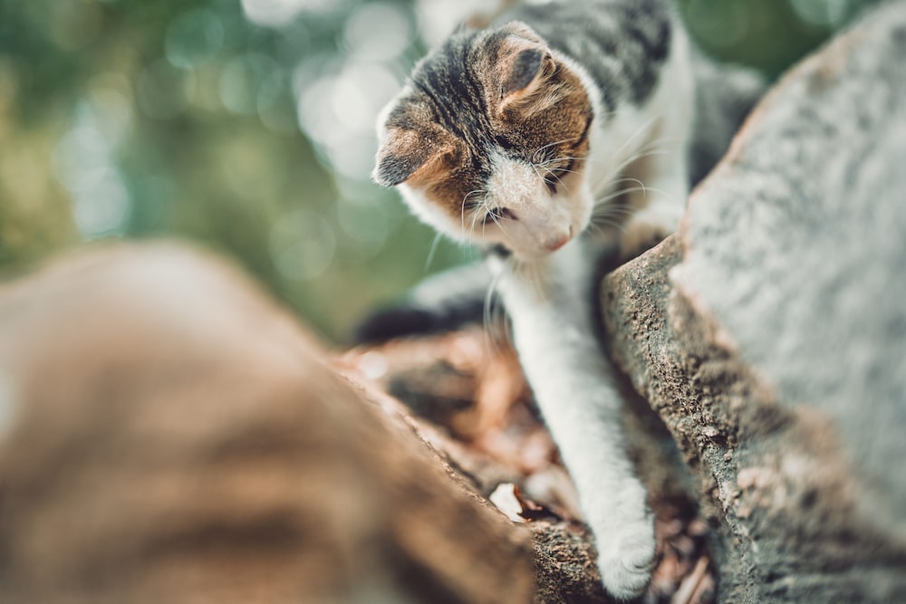 white and brown cat on tree trunk