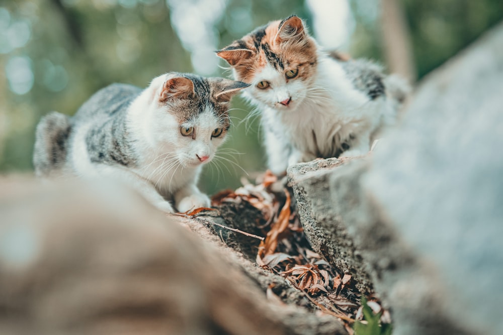 gatto bianco e marrone su roccia marrone