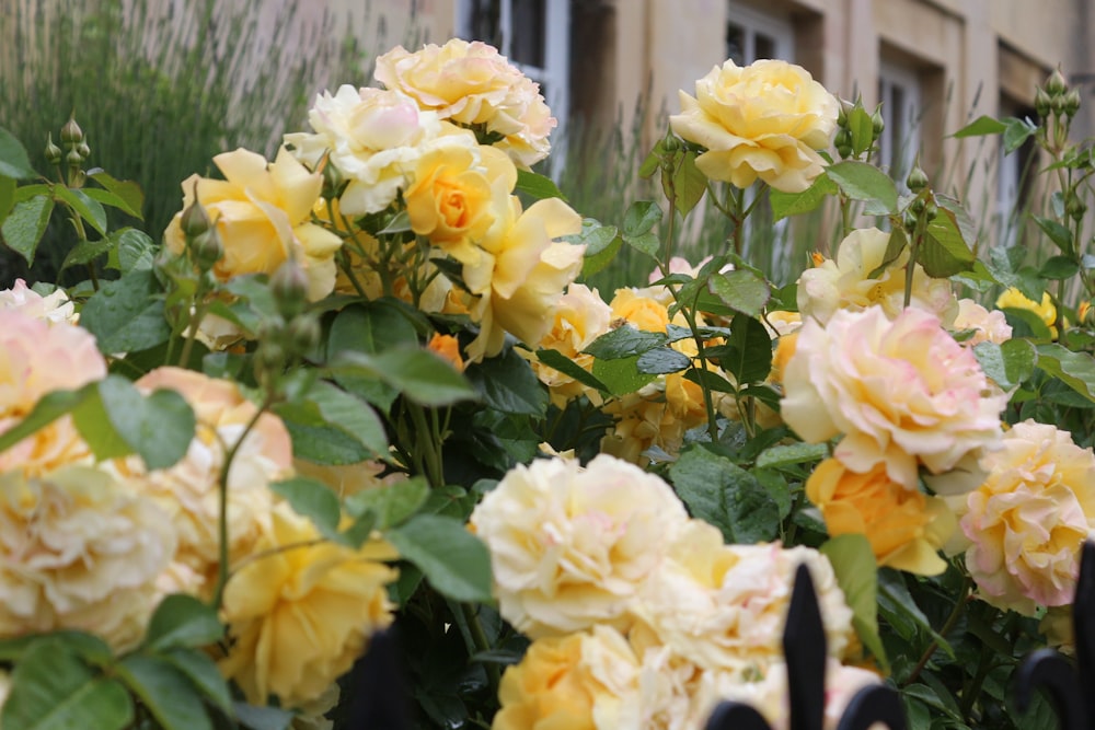 flores amarelas com folhas verdes