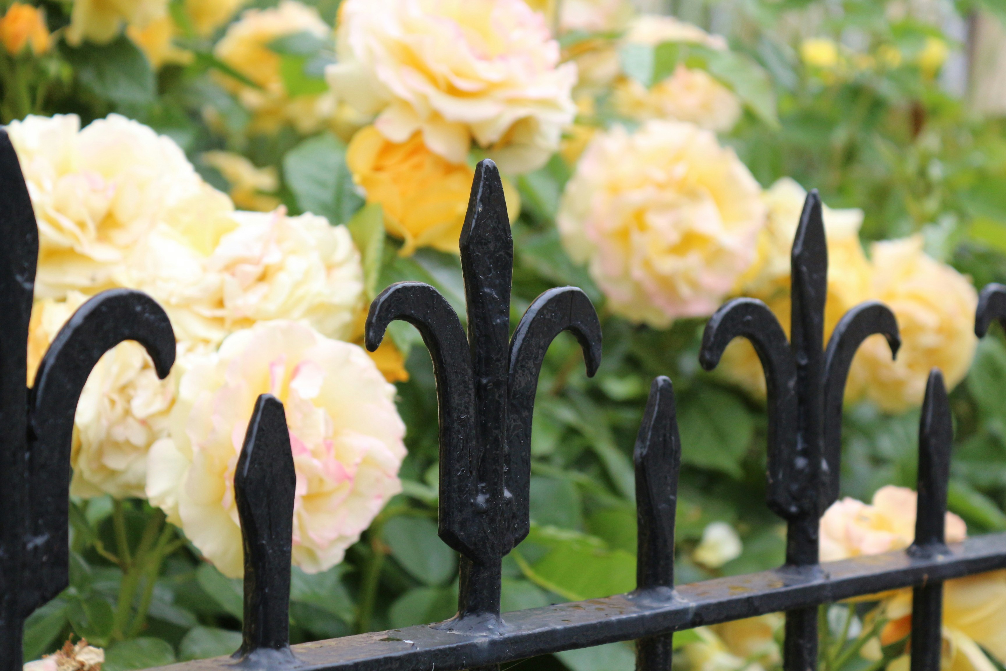 Decorative railings with beautiful yellow roses behind