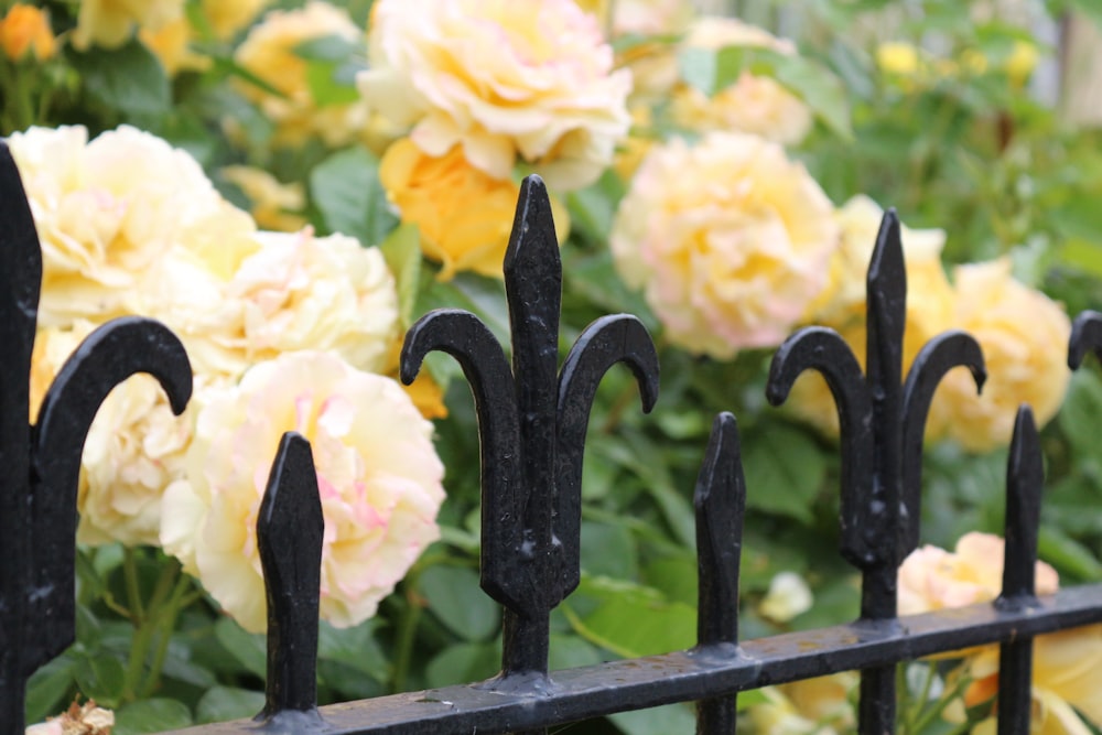 valla de metal negro con flores amarillas