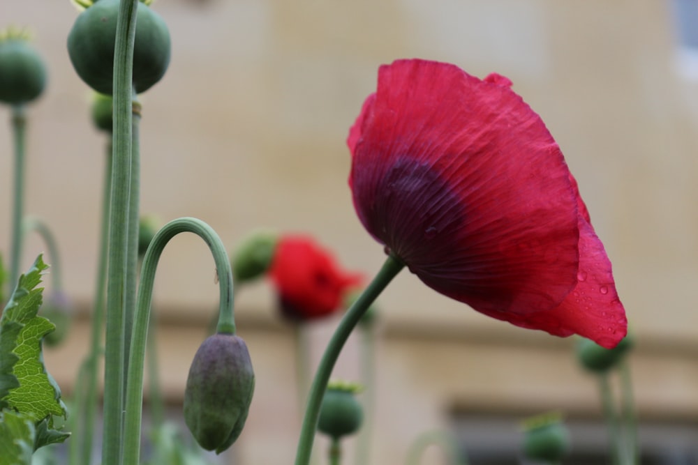 red flower in close up photography