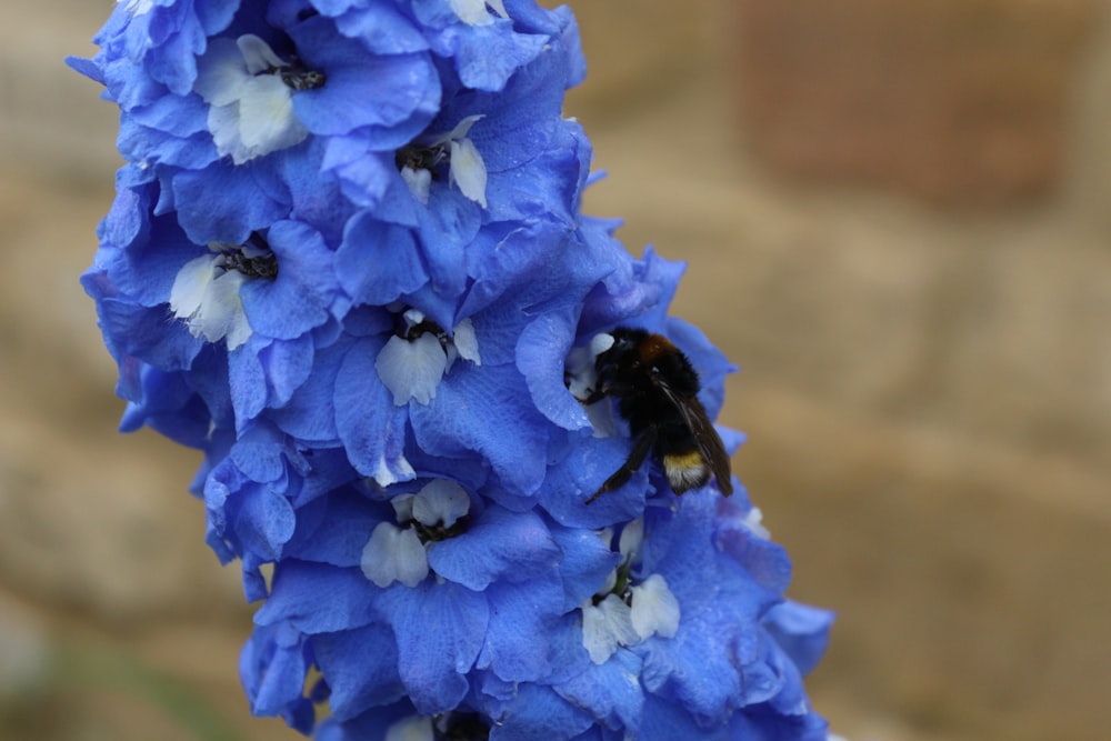 blue flower in macro shot