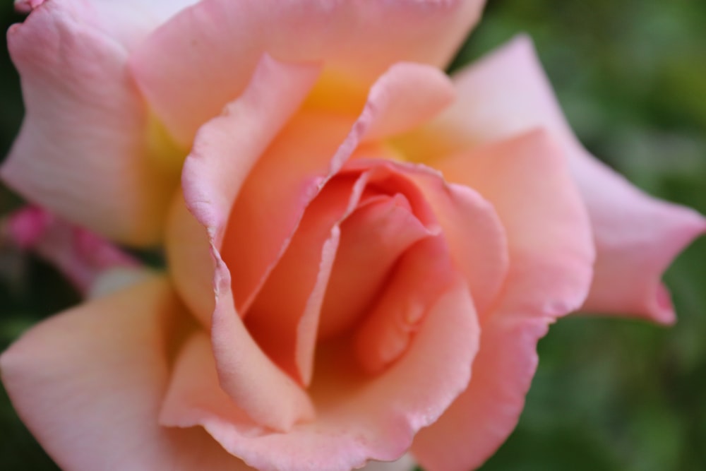 pink rose in bloom during daytime