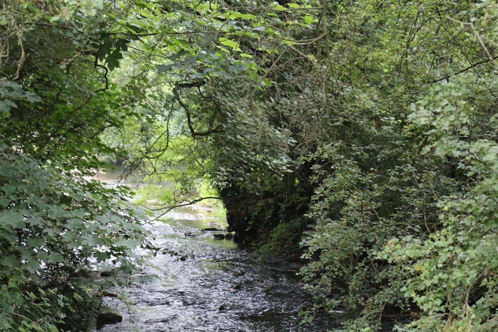 green trees beside river during daytime