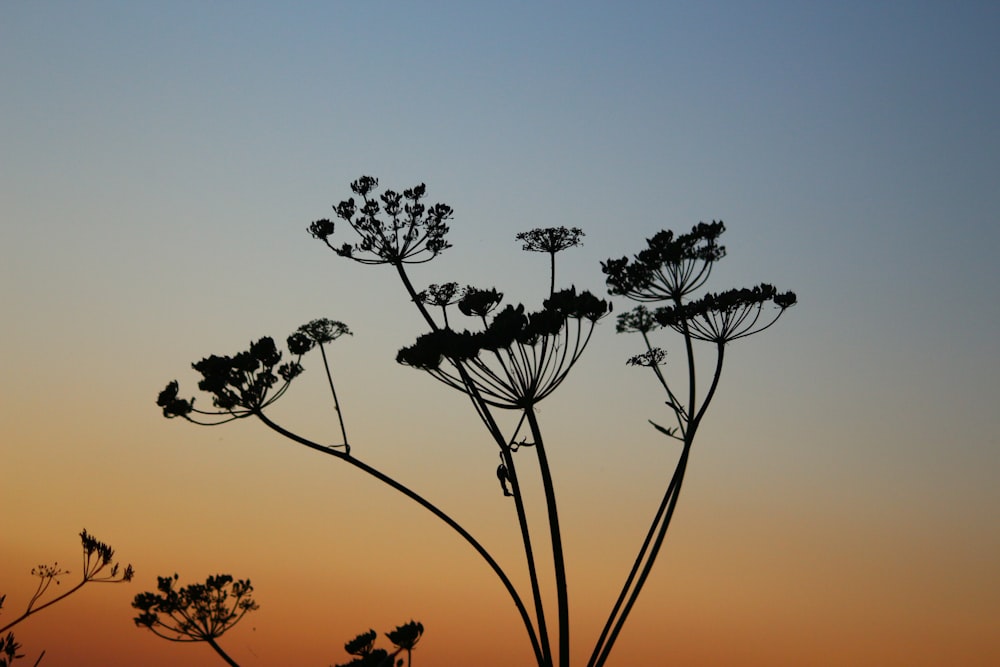 silhouette of tree during sunset