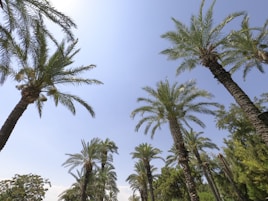 green palm trees under blue sky during daytime
