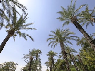 green palm trees under blue sky during daytime
