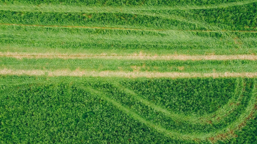 green grass field during daytime