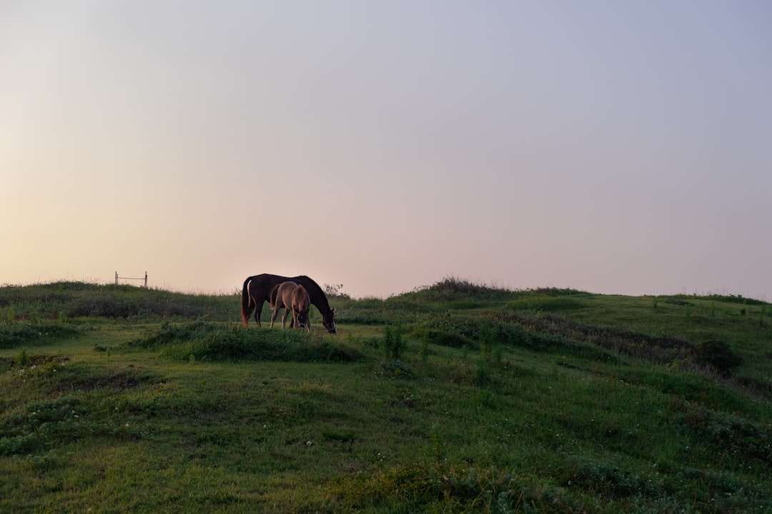 brown horse eating grass on green grass field during daytime