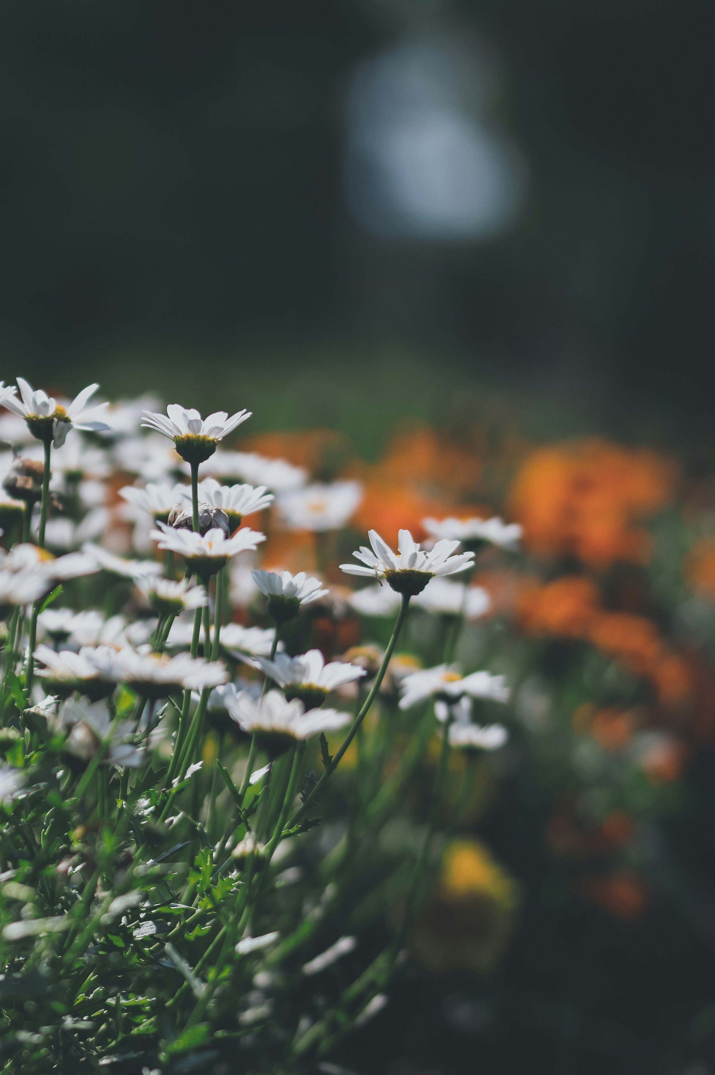 Photo by macro_viewpoint