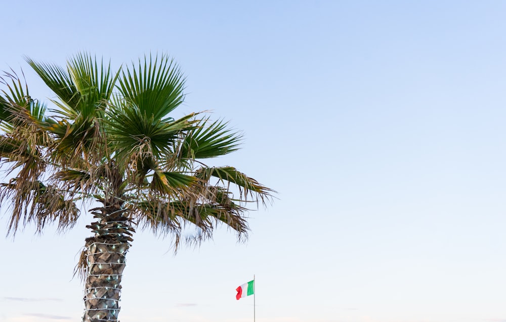 green palm tree under blue sky during daytime