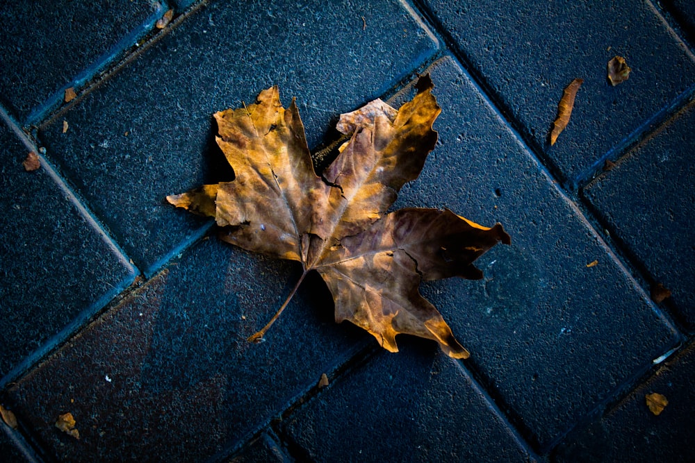 brown maple leaf on black concrete floor