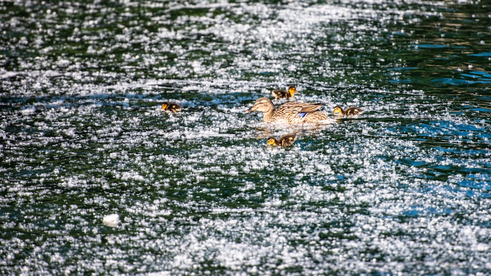 brown duck on water during daytime