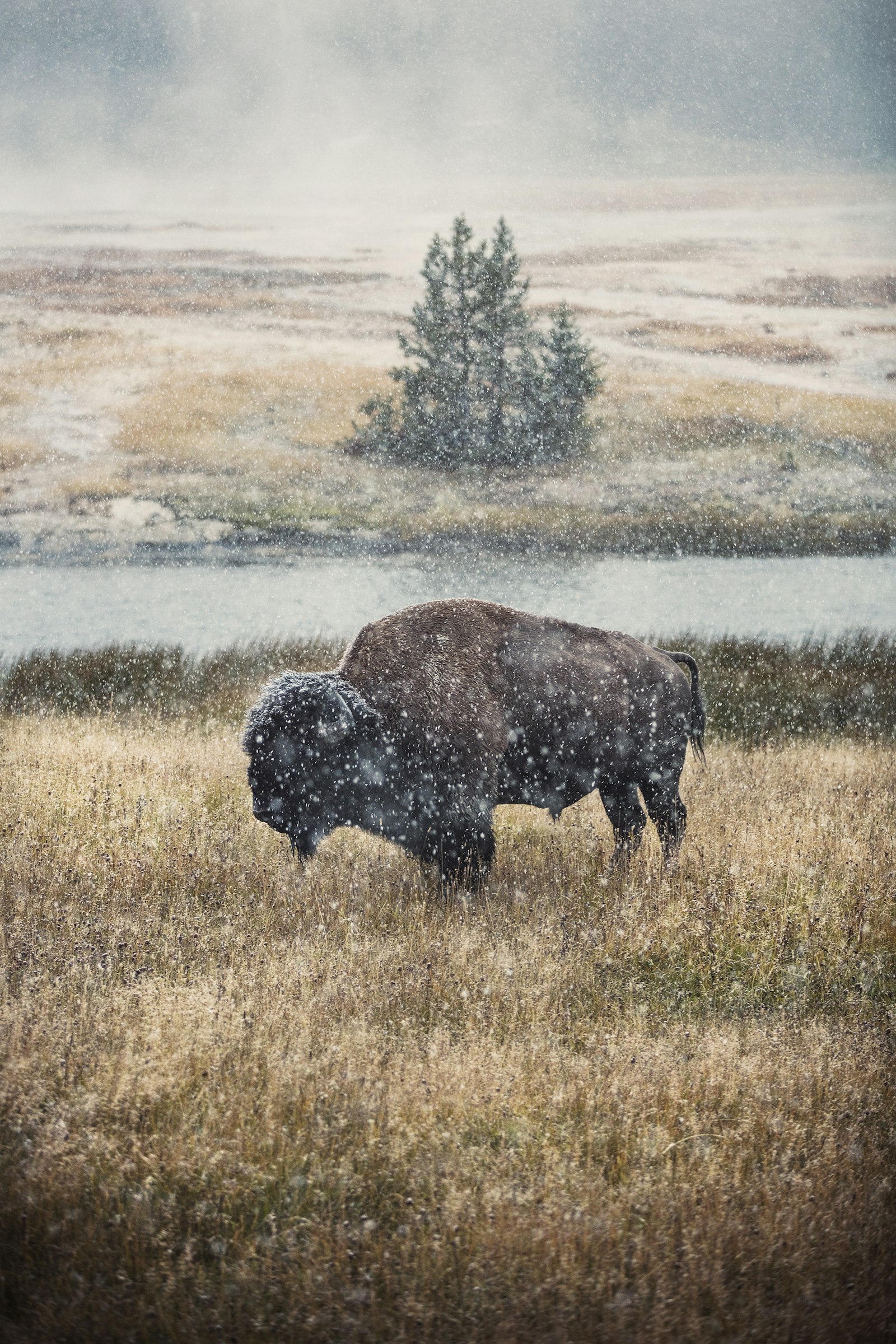 Canon EOS 5DS R + Canon EF 70-200mm F2.8L IS II USM sample photo. Black cow on brown photography