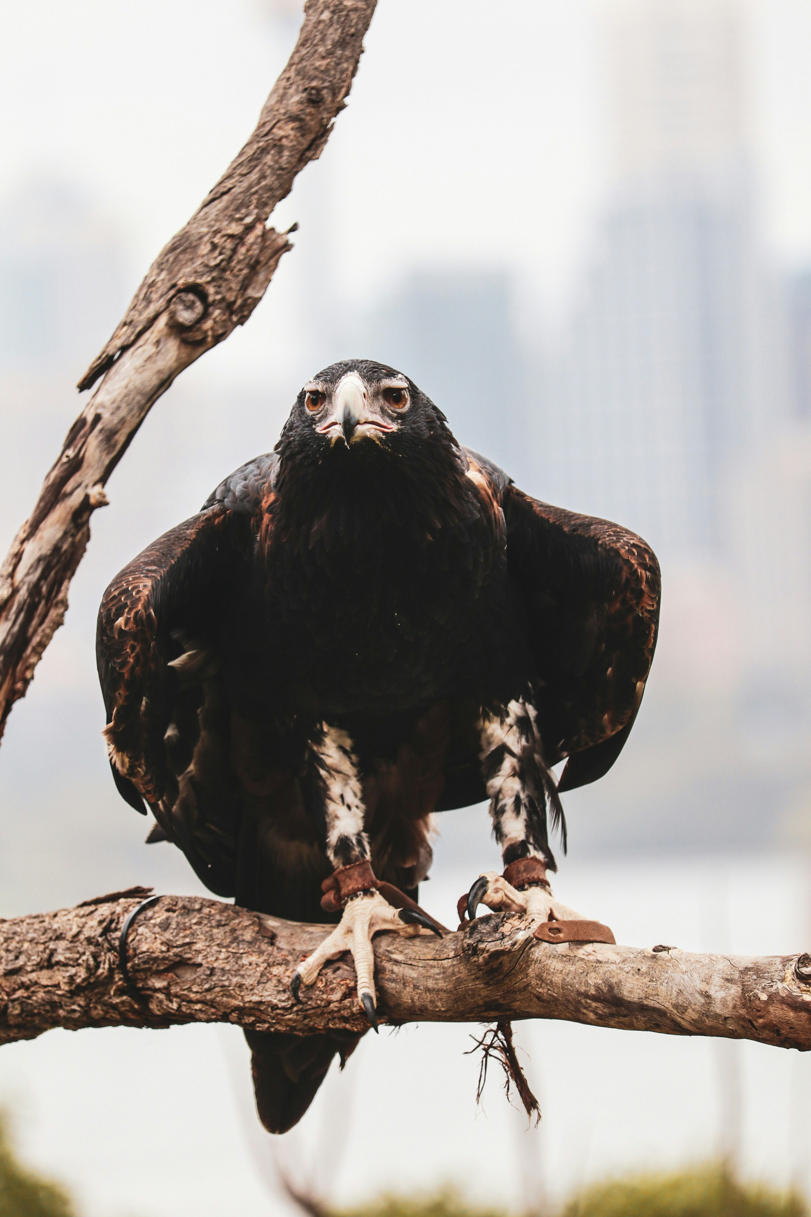 Eagle Scout leadership