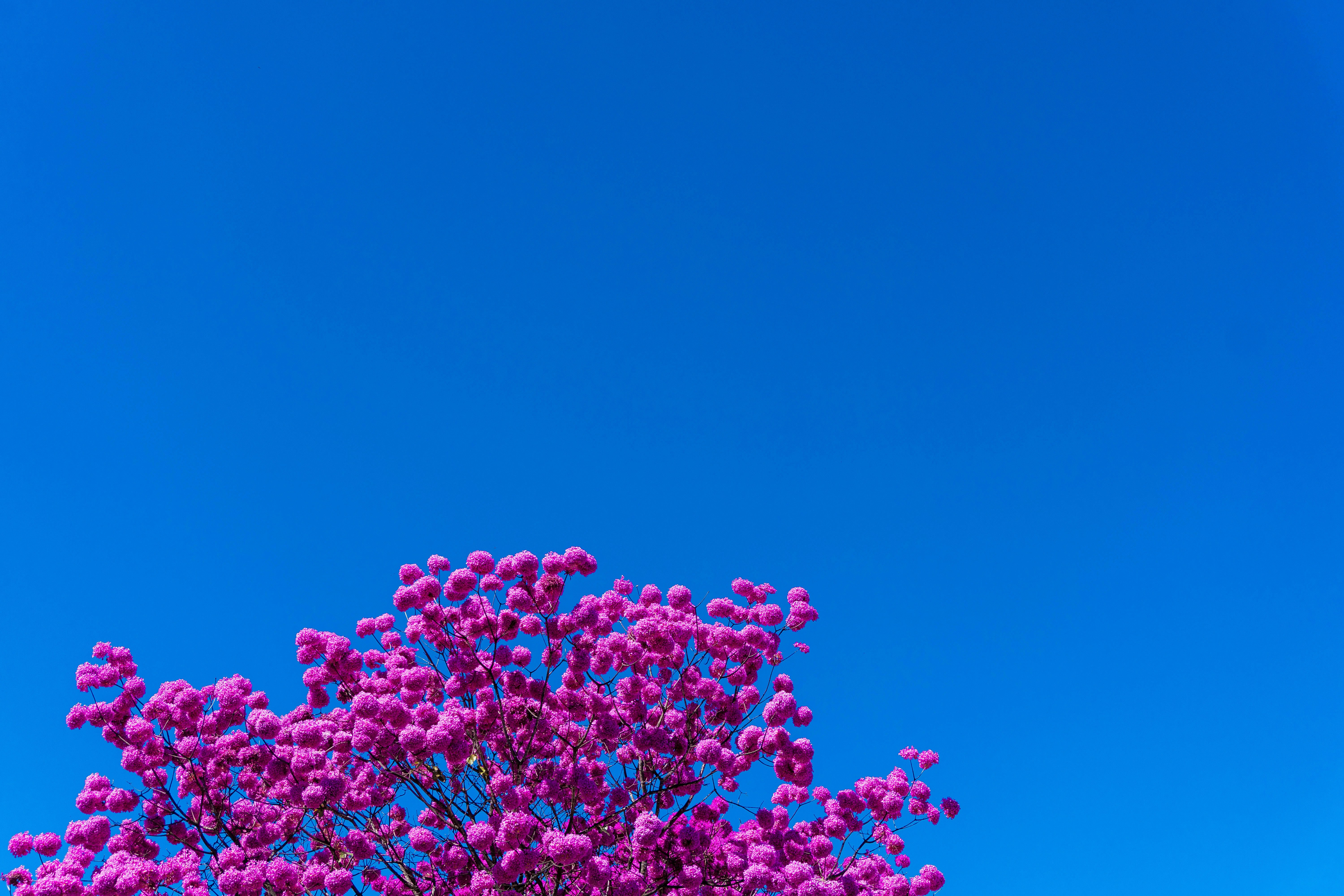 Photo by danielpcosta