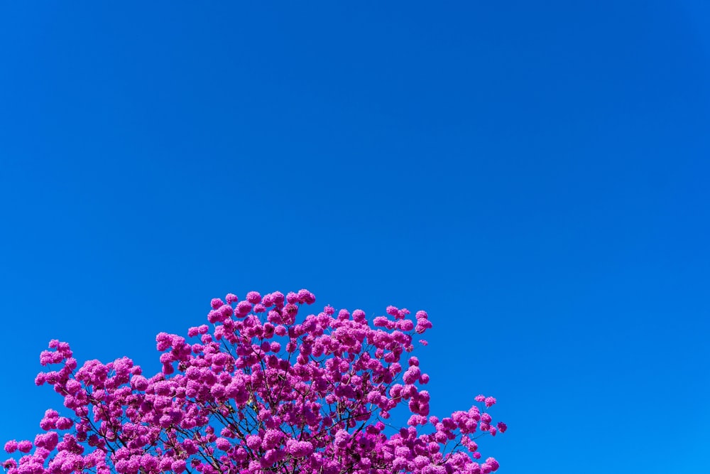 pink flowers under blue sky