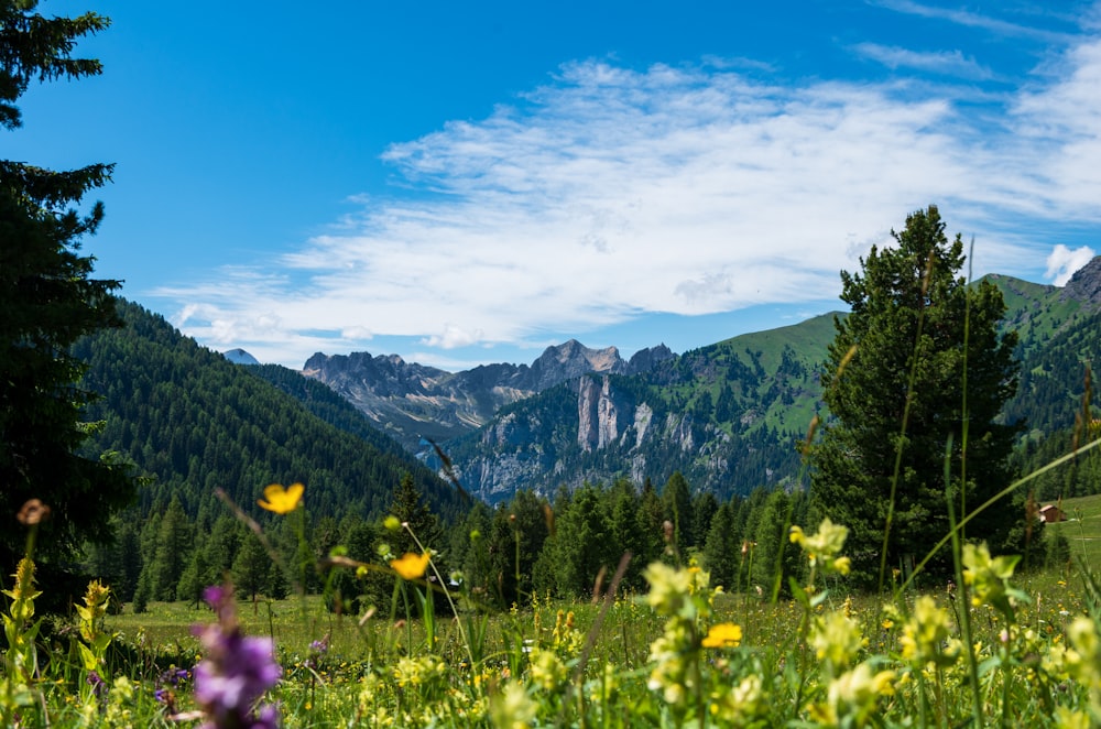 green trees and mountains under blue sky during daytime