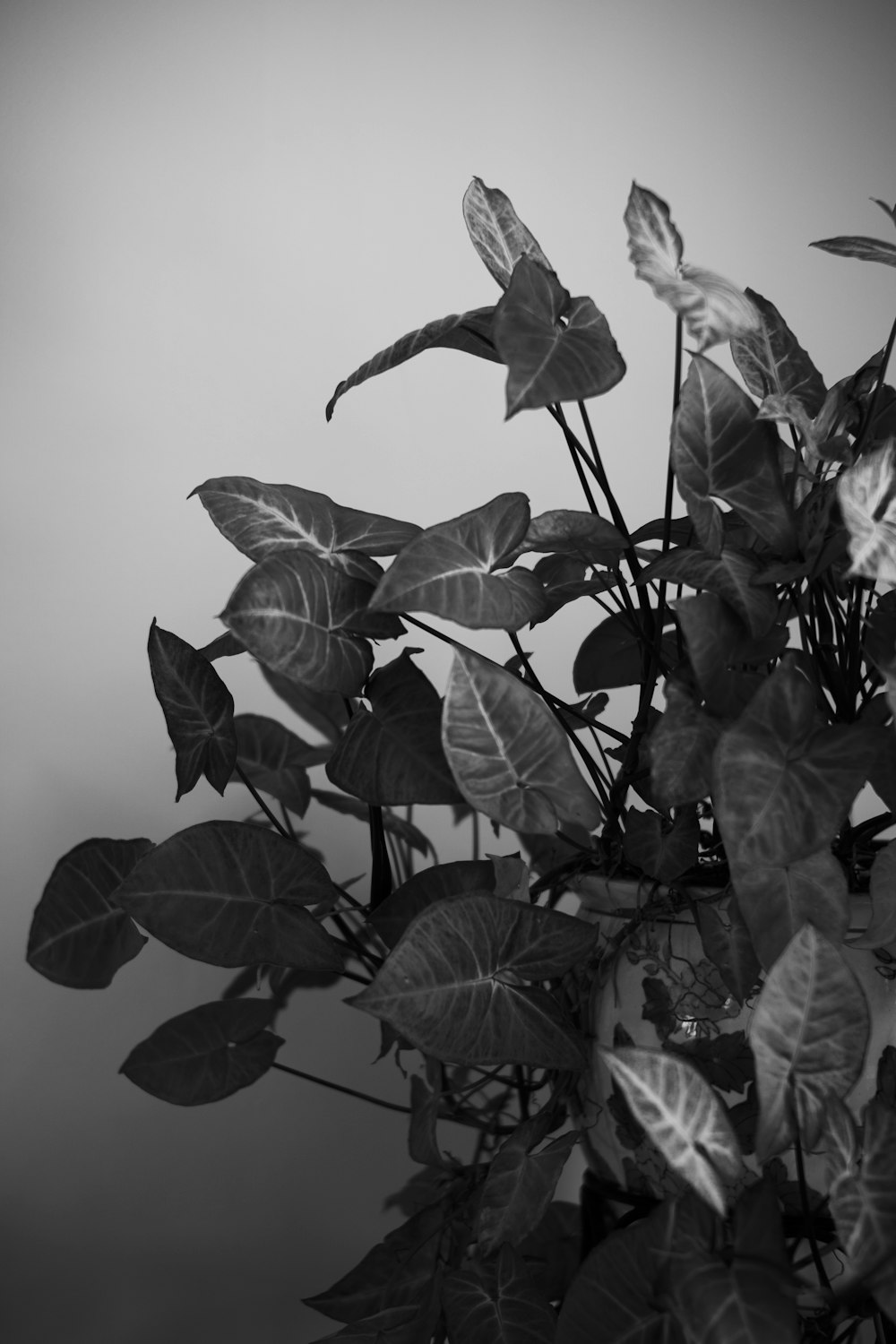 grayscale photo of leaves with water droplets