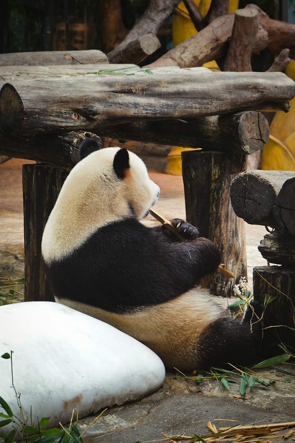 panda bear on tree branch