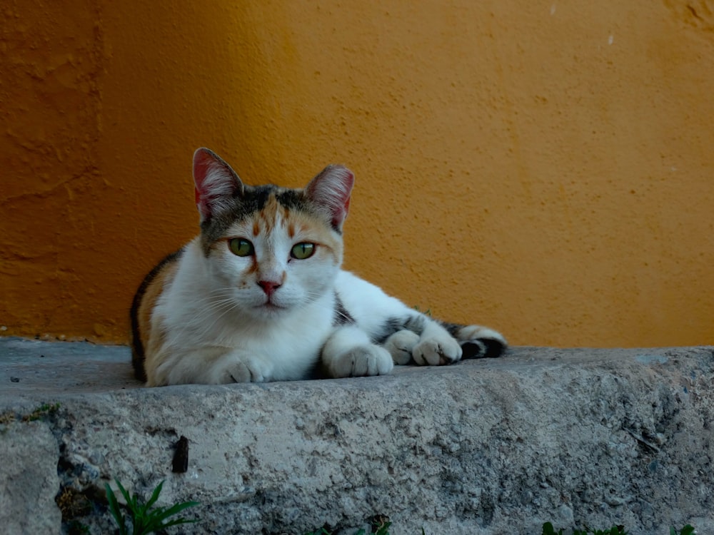 white and brown cat lying on gray concrete floor