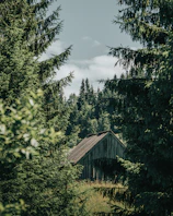 Rustic wooden cabin surrounded by tall trees and soft morning light.
