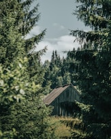 A rustic wooden cabin surrounded by dense, lush evergreen forest. Tall trees frame the structure, creating a secluded and peaceful atmosphere. Soft sunlight filters through the branches, casting mellow shadows on both the cabin and the surrounding vegetation.