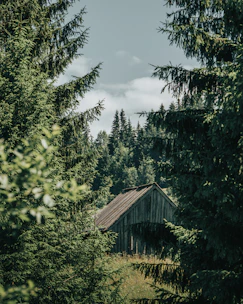 Cozy mountain cabin surrounded by lush green forest.