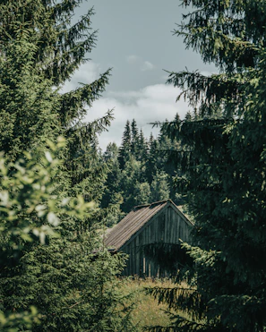 Rustic wooden cabin surrounded by tall trees and soft morning light.