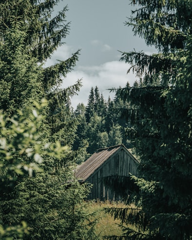 A rustic wooden cabin surrounded by dense, lush evergreen forest. Tall trees frame the structure, creating a secluded and peaceful atmosphere. Soft sunlight filters through the branches, casting mellow shadows on both the cabin and the surrounding vegetation.