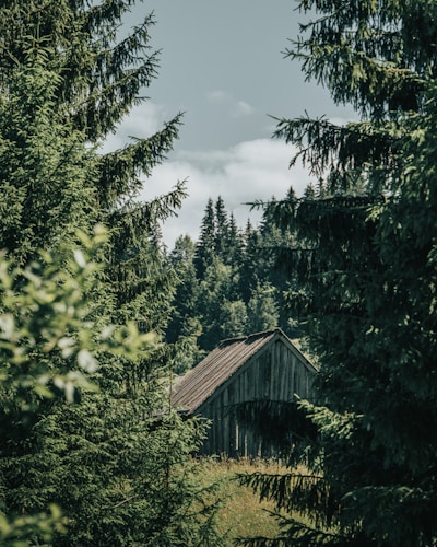 A cozy cabin nestled in a lush, wooded parcel surrounded by nature.