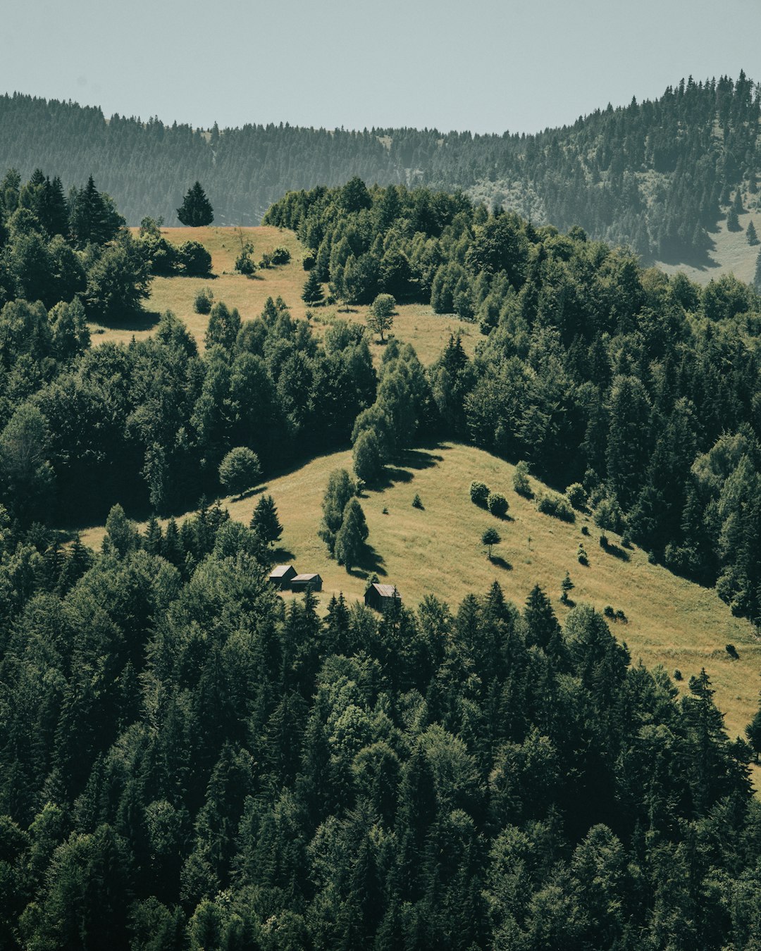 green trees on brown field during daytime