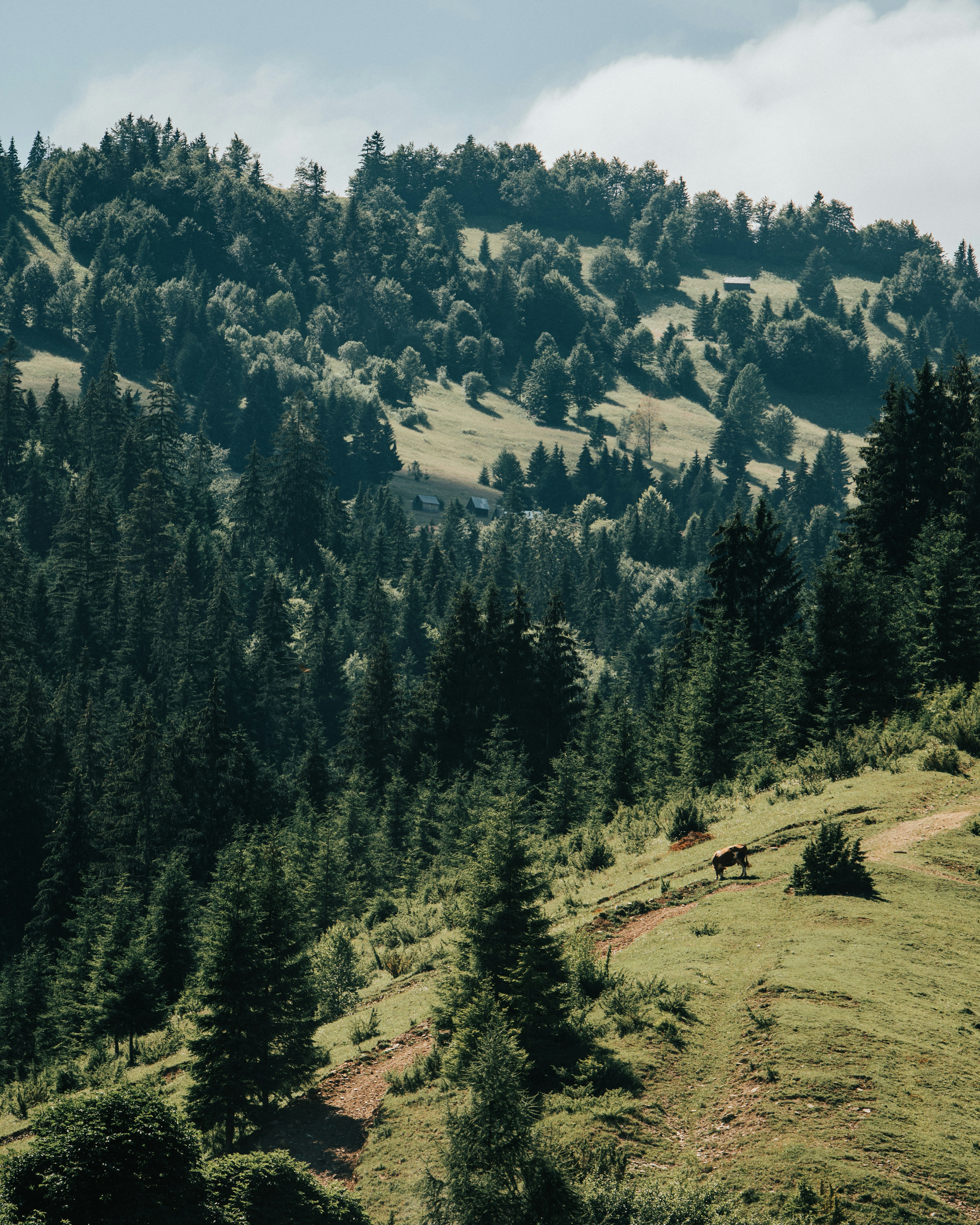 Photo by tamas_tuzeskatai