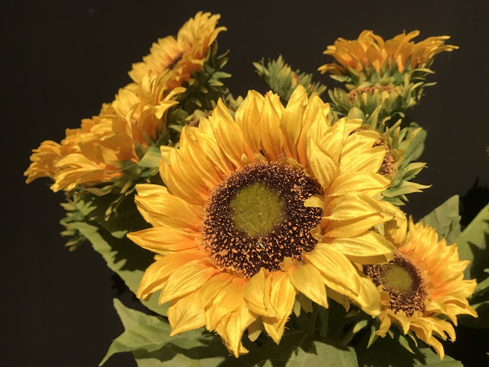 yellow sunflower in close up photography