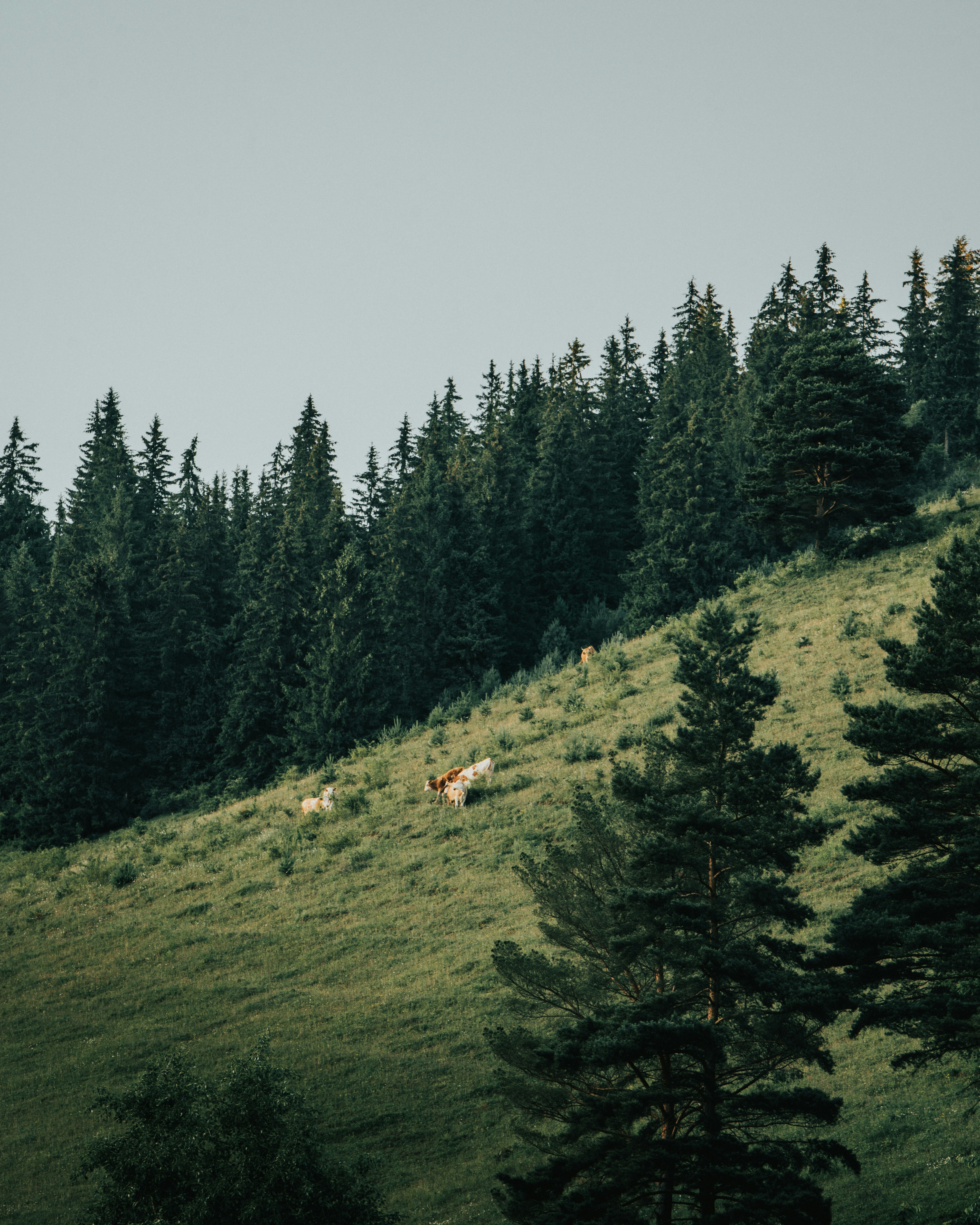 Photo by tamas_tuzeskatai