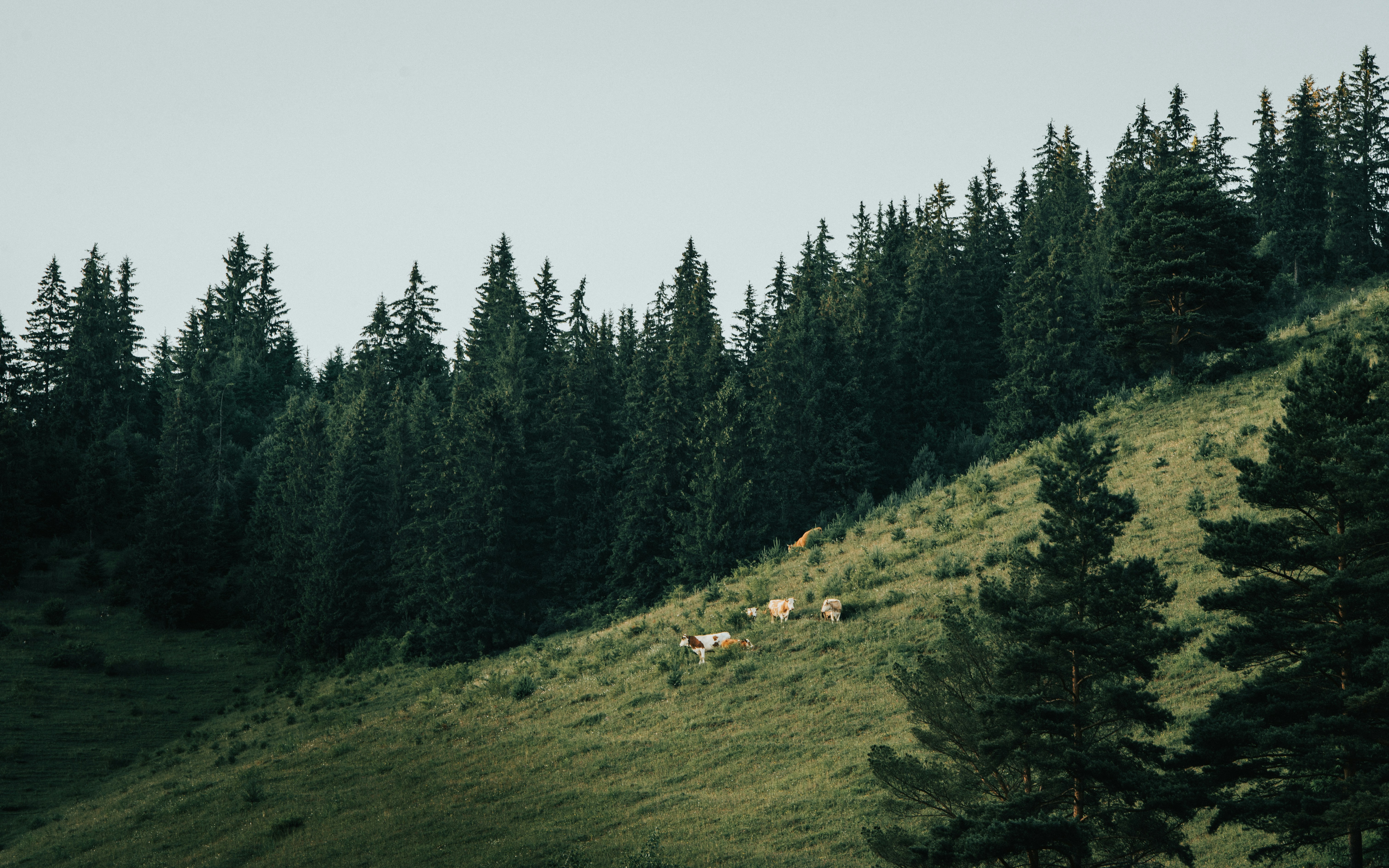 Photo by tamas_tuzeskatai