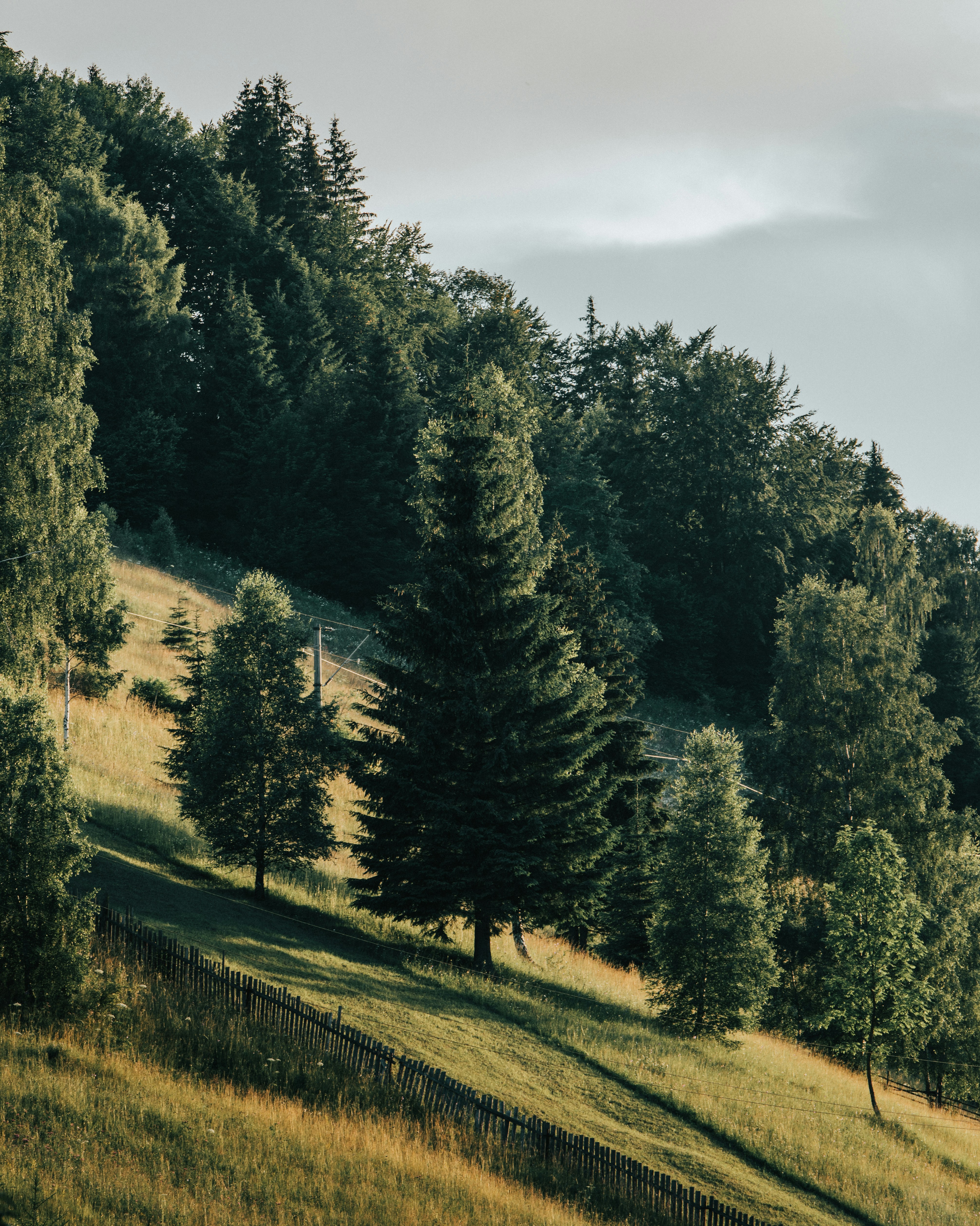 Photo by tamas_tuzeskatai