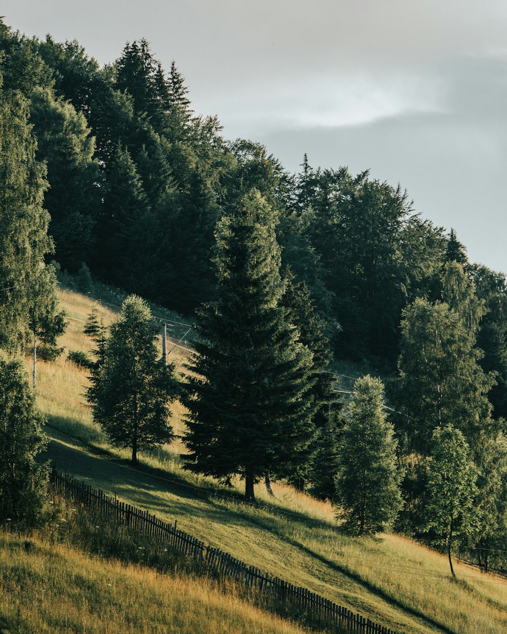 green pine trees on green grass field under white cloudy sky during daytime